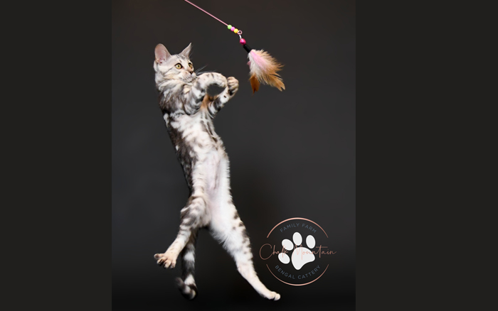 bengal kitten for sale